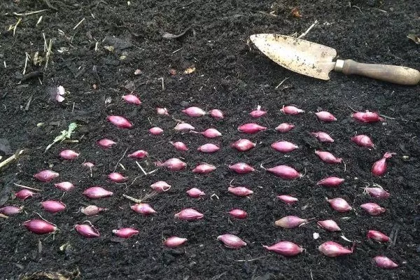 посадка лука Россана