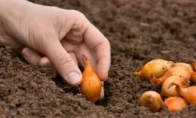 посадка лука Сибирский гигант