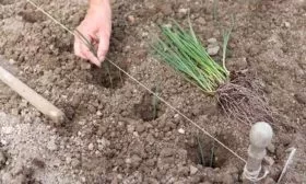 посадка лука Веста