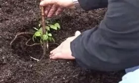 посадка малины Изобильной