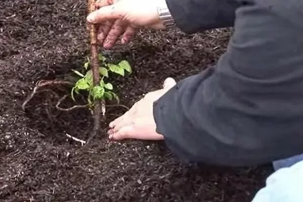 посадка малины Изобильной