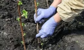 посадка малины Каскад Делайт