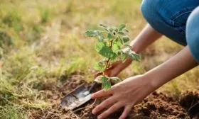 посадка малины Конёк-Горбунок