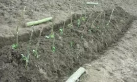посадка малины Новость Кузьмина в траншеи