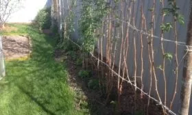 посадка малины Патриция