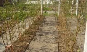 посадка малины Солнышко в траншеи