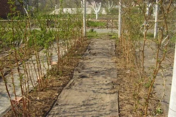 посадка малины Солнышко в траншеи