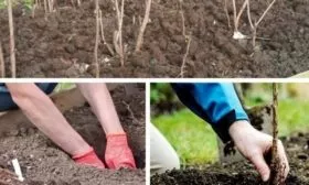 посадка малины Солнышко в ямы