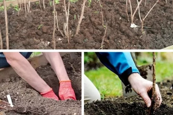 посадка малины Солнышко в ямы