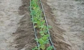 посадка малины сорта Брянская