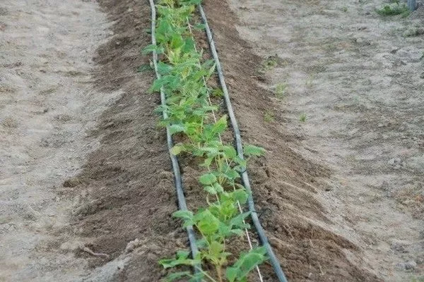 посадка малины сорта Брянская