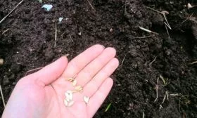 Посев в открытый грунт