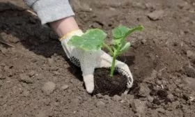 посадка огурцов Гном