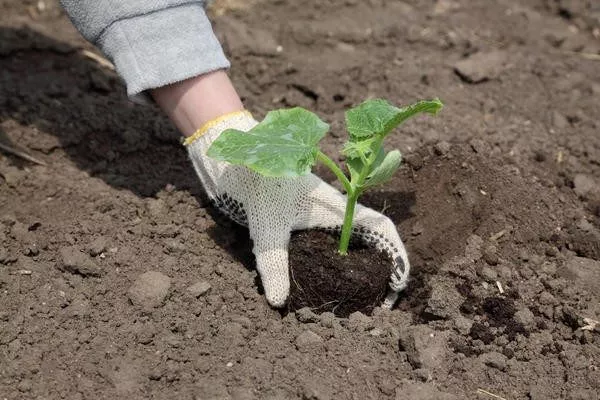 посадка огурцов Гном