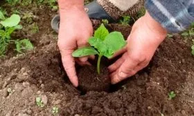 посадка огурцов сорта Татьяна