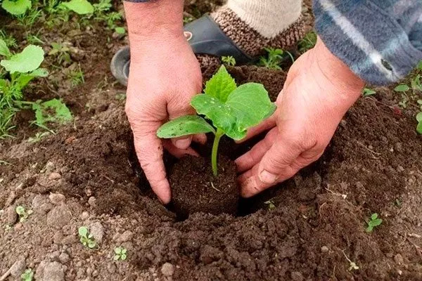 посадка огурцов сорта Татьяна