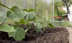 посадка огурцов сорта Засолочный