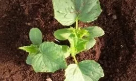 посадка огурцов Тёща