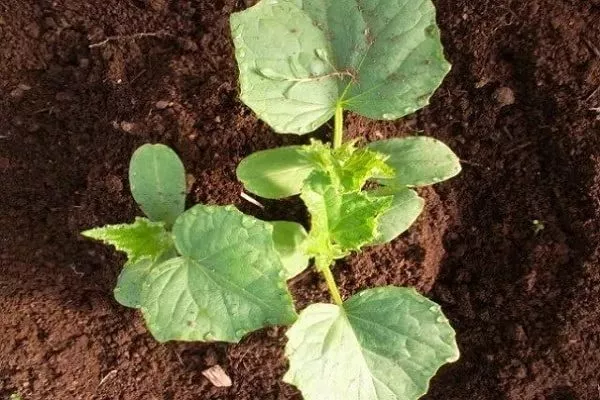 посадка огурцов Тёща