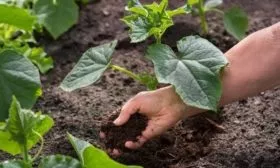 посадка огурцов Весёлые гномики