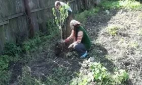 посадка персика Харнас