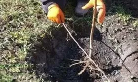 посадка персика Красная Москва