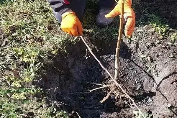 посадка персика Красная Москва