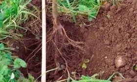 посадка персика Кросби