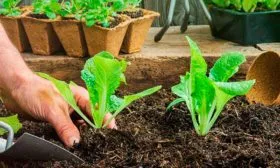 Посадка рассадой