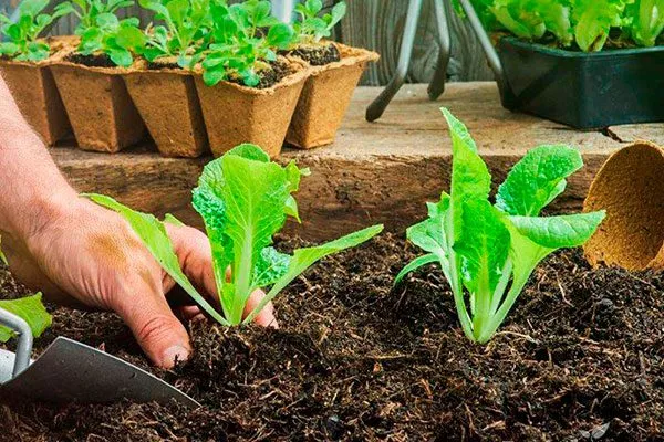 Посадка рассадой