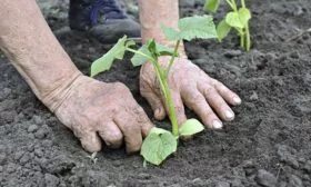 посадка рассады