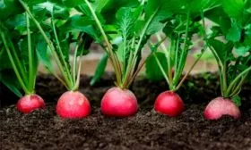 Агротехника