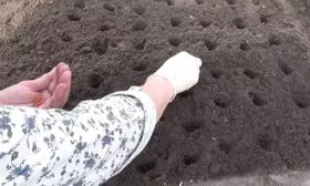 Посадка редиса