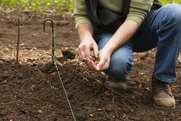 посадка репы в грунт