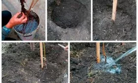 Как посадить сливу Конфетная