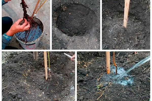 Как посадить сливу Конфетная