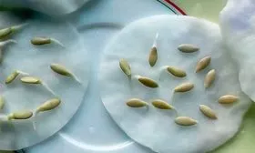 Посадка семенным способом