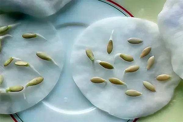 Посадка семенным способом