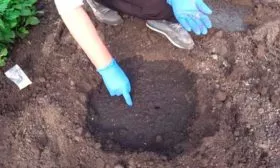 Посадка семян в грунт