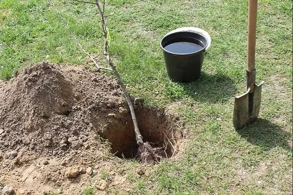 Посадка сливы