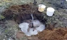 посадка сливы