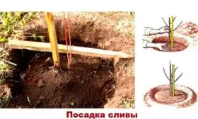 посадка сливы