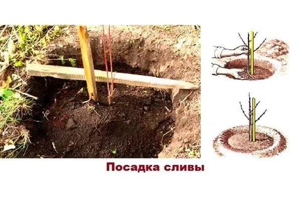 посадка сливы Память Тимирязева