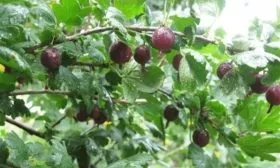 крыжовник сорта Черномор