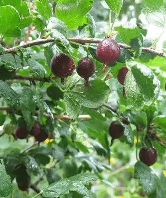 крыжовник сорта Черномор