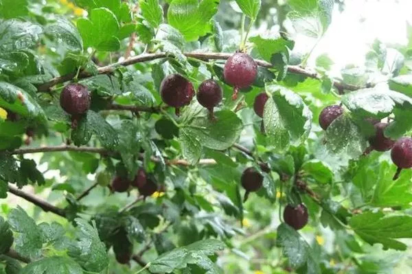 крыжовник сорта Черномор