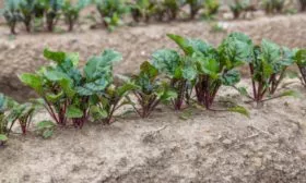 посадка свеклы