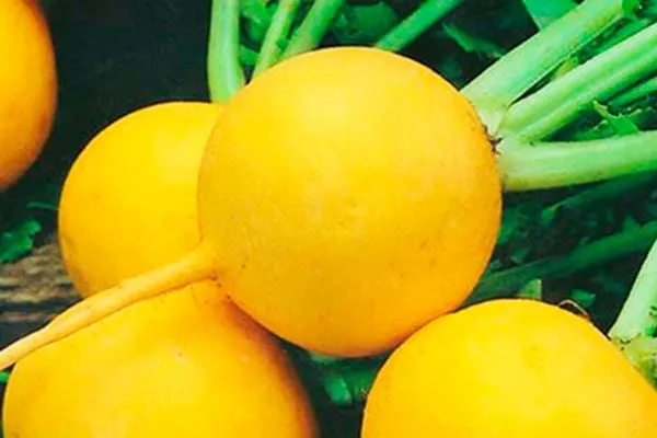 Представление о сорте