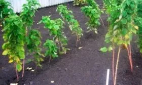 посадка малины Хейса