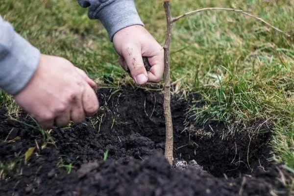 посадка облепихи Августина